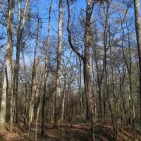 MS - Amite 42 acres - images 3