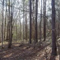 MS - Amite 42 acres - images 4