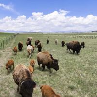 Paradise View Ranch at Arrowhead Ranch images 3
