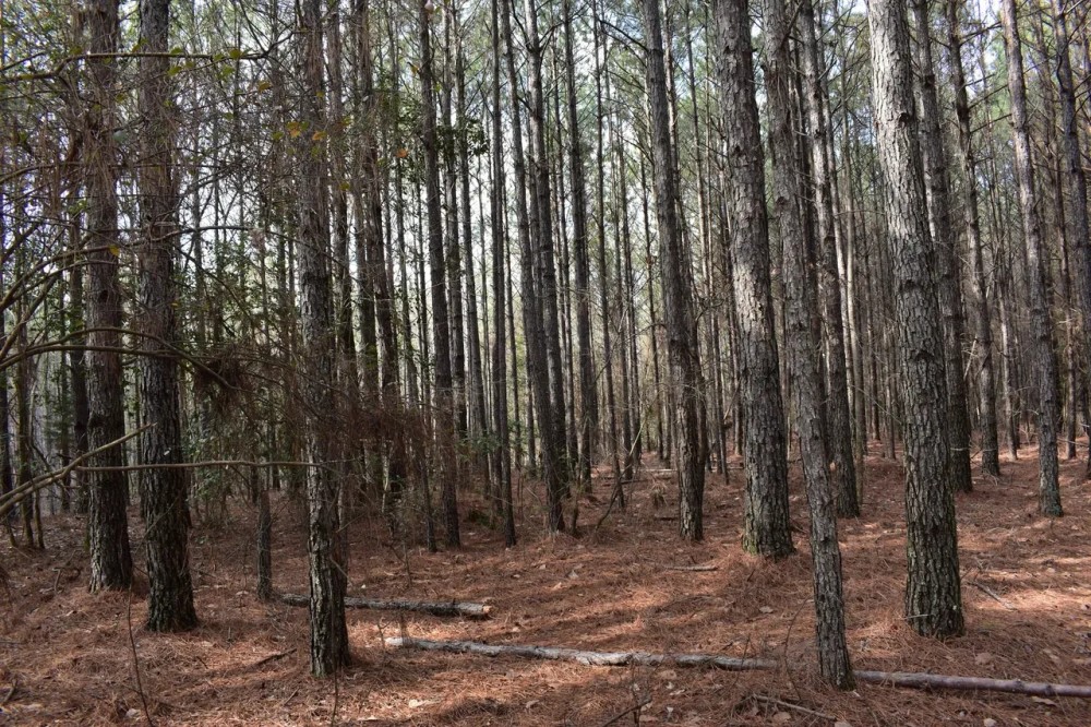 Lockner Road featured image
