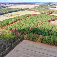 15.82 Acres of Timber Land in Pasquotank County NC images 2