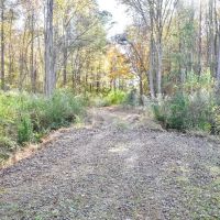15.82 Acres of Timber Land in Pasquotank County NC images 4