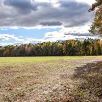 15.82 Acres of Timber Land in Pasquotank County NC images 5