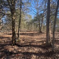 All Wooded Tract With Level County Road Frontage