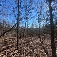 All Wooded Tract With Level County Road Frontage images 2