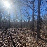 All Wooded Tract With Level County Road Frontage images 3