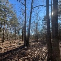 All Wooded Tract With Level County Road Frontage images 5