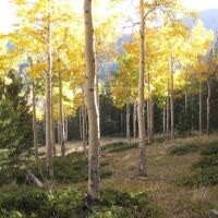 Forbes Park 2.5 acres