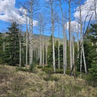 Forbes Park 2.5 acres images 3