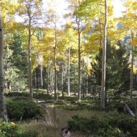 Forbes Park 2.5 acres images 4