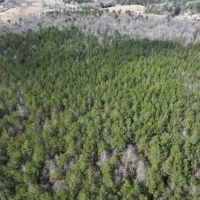 75 Acres in Lowndes County MS images 4