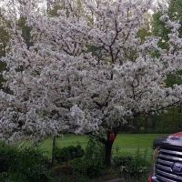 Country Home on 30 Wooded Acres in Scio NY 3327 Hazzard Rd images 4