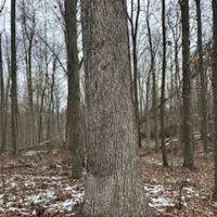 Land For Sale in Owen County IN 72 acres - 30 Acres - Tillable images 5