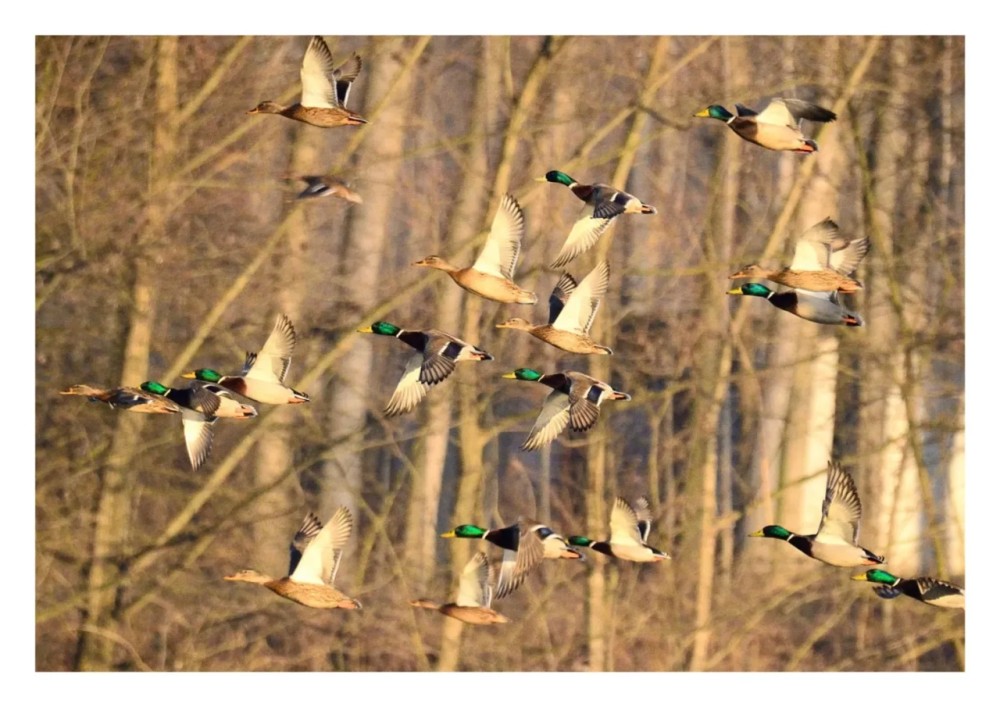 Greenhead Acres featured image