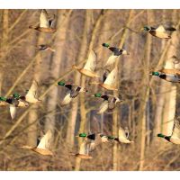Greenhead Acres