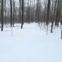 25 acres Wooded Hunting Land and Recreational Land in Scio NY Snowball Hollow Rd images 3