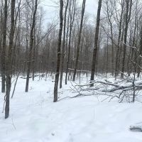 25 acres Wooded Hunting Land and Recreational Land in Scio NY Snowball Hollow Rd images 4