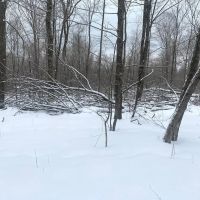 25 acres Wooded Hunting Land and Recreational Land in Scio NY Snowball Hollow Rd images 5