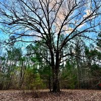 67.5 Acres in Benton County MS images 3