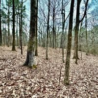 67.5 Acres in Benton County MS images 5