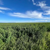 Saguache Colorado Ranch For Sale images 4