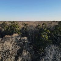 27 Acres in Jefferson Davis County MS images 2