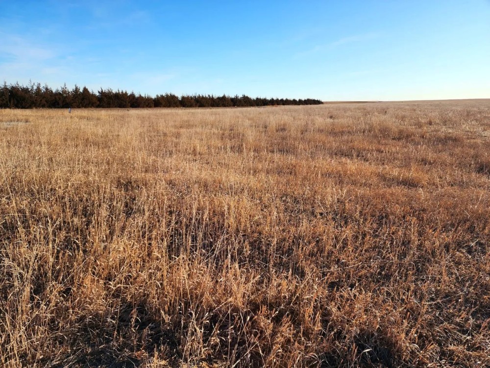 Cheyenne Co. NE 807.2 CRP Pasture Older Homestead Online Phone Auction featured image