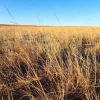 Cheyenne Co. NE 807.2 CRP Pasture Older Homestead Online Phone Auction images 2