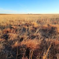 Cheyenne Co. NE 807.2 CRP Pasture Older Homestead Online Phone Auction images 3