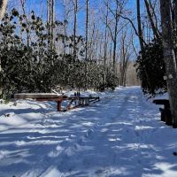 64.04 acres of Hunting and Recreational Land in Bland Tazewell Counties VA images 3