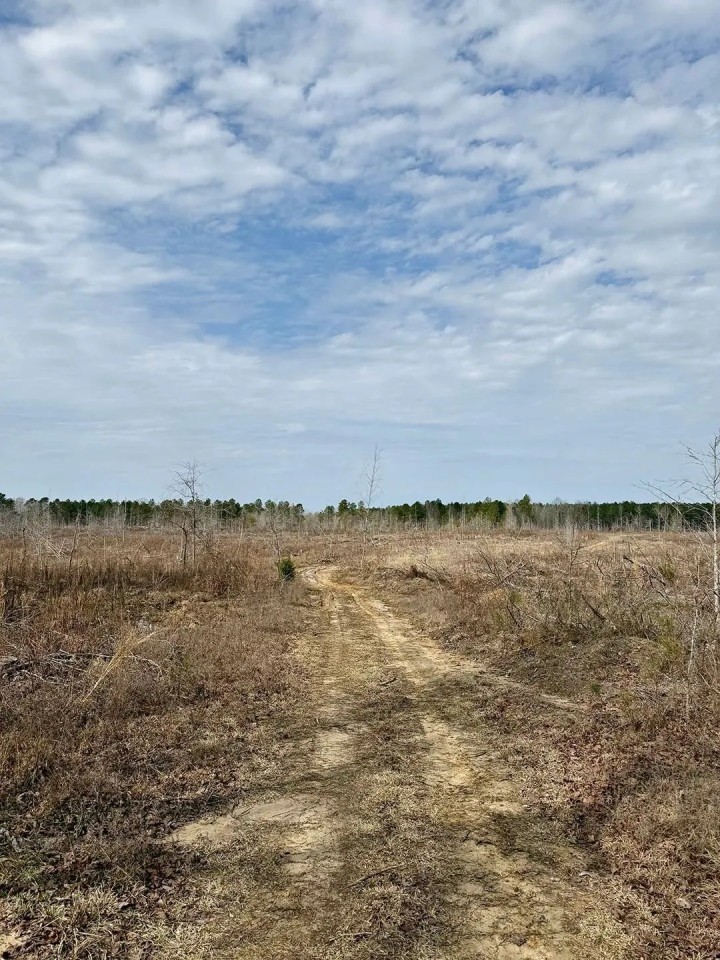 51 Acres in Kemper County MS featured image