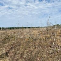 51 Acres in Kemper County MS images 4
