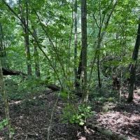 Lot 89 Bobcat Ln images 2