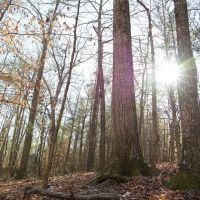 92 Acres in Marion County AL images 4