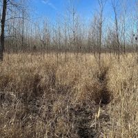 Rock Island 68 Acres images 3