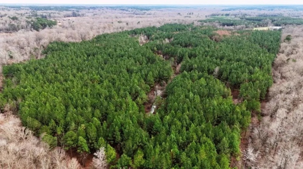 80 Acres in Winston County in Noxapater MS featured image