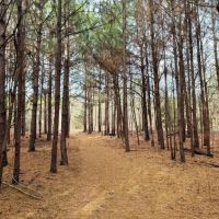 80 Acres in Winston County in Noxapater MS images 3