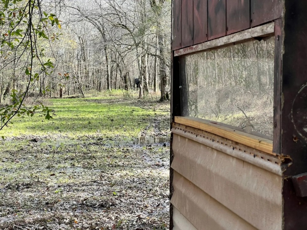 180 Acres in Scott County MS featured image