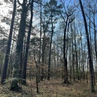 180 Acres in Scott County MS images 2