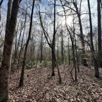 180 Acres in Scott County MS images 3