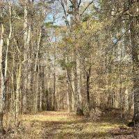 180 Acres in Scott County MS images 4