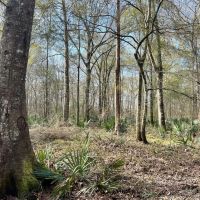 180 Acres in Scott County MS images 5