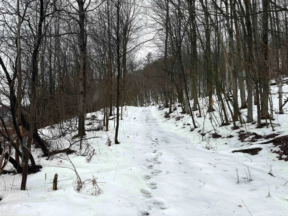 18 acres Hunting Land and Recreational Land in Wirt NY County Road 34 featured image