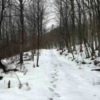 18 acres Hunting Land and Recreational Land in Wirt NY County Road 34