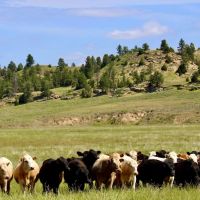 HOLMES RANCH