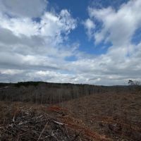 44.2 acres in Randolph County images 4
