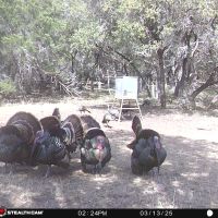 Turkeys