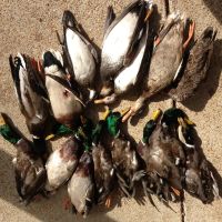 One Equity Share at BoBo Brake Hunting Club in Bolivar and Coahoma Counties MS images 2