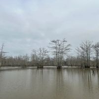 One Equity Share at BoBo Brake Hunting Club in Bolivar and Coahoma Counties MS images 4