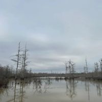 One Equity Share at BoBo Brake Hunting Club in Bolivar and Coahoma Counties MS images 5